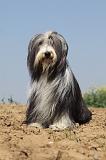 BEARDED COLLIE 183